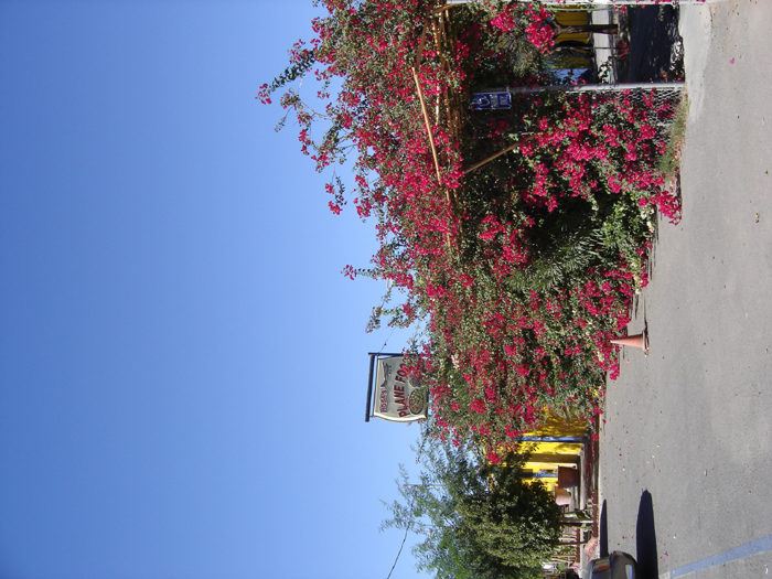 DSC00819.jpg