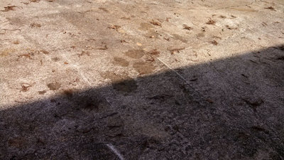 Oil spoor.jpg